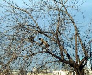 "Мартовскими котами" не рождаются