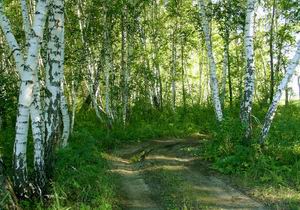 Укусы клещей в омских лесах