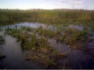 На радость фауне и флоре