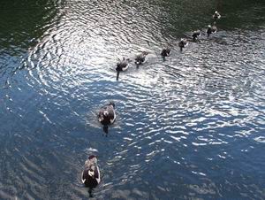 Поговорим о птичках... Комплексно