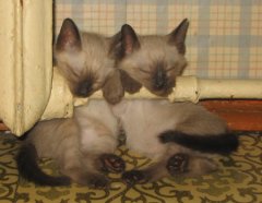 (С) www.cats-house.com