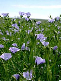 (C) www.liveinternet.ru 