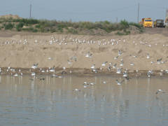 незаконная добыча песка в Омске