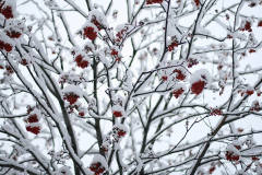 Заморозки в Омской области Заморозки в Омской области