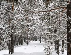 Метель в Омской области