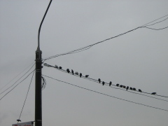 Строительство электросетей в Омске