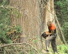 Лесорубы