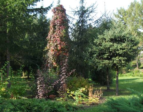 Омский дендрологический сад