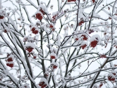Омский гидрометцентр
