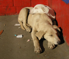 Аукцион по отлову собак в Омске
