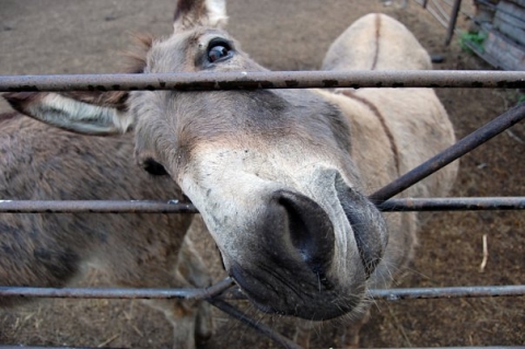 Большереченский зоопарк в Омской области Большереченский зоопарк в Омской области