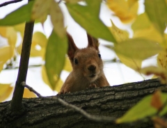Флора и фауна Омской области