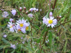 Озеро Эбейты в Омской области