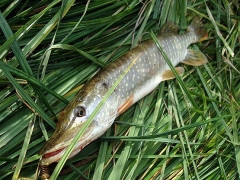 Управление Роспотребнадзора по Омской области