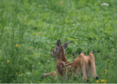 Зоологический заказник "Заозерный"
