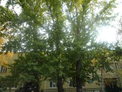 Аварийные тополя в детском садике № 259