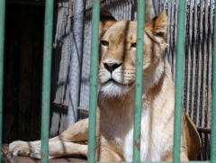 Большереченский зоопарк
