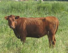 Животноводство в Омской области