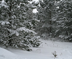 Морозы в Омске