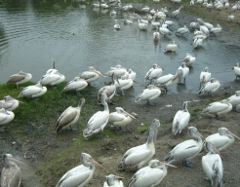 Заказник в Омской области