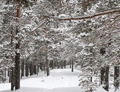 Происшествия в Омске