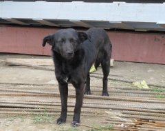 Броядчие собаки в Омске