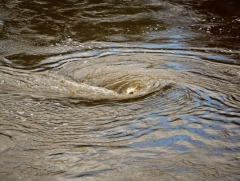 Очистные сооружения в Омске