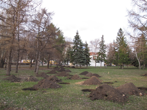 Аллея связистов Омской области