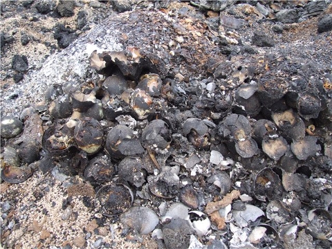 Фото (С) forum.omskmama.ru Фото (С) forum.omskmama.ru